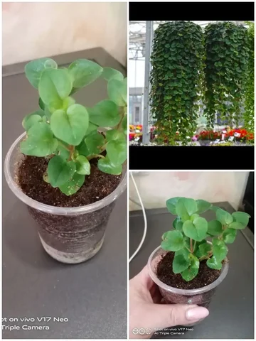 Лизимахия для дома и сада - Растения в Красноярск