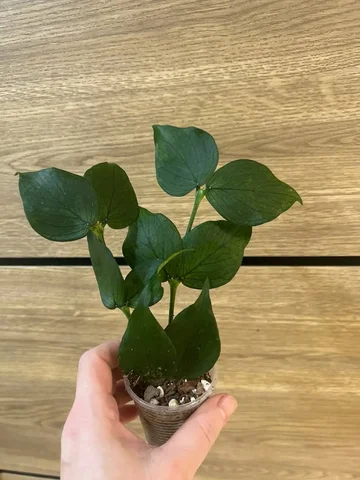 Хойя Полинейра - Семена и рассада в Красноярск