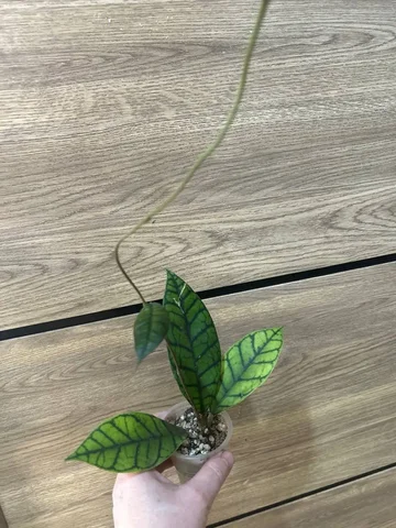 Хойя калистофила - Семена и рассада в Красноярск