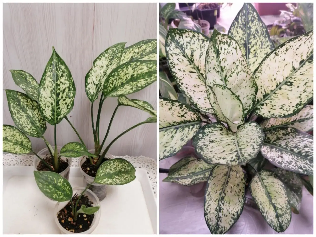 Аглаонема Фест Даймонд - Комнатные растения (Хобби и отдых) в Красноярск