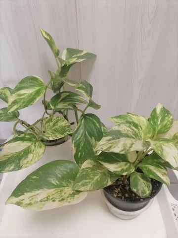 Эпик Золотистый комнатное растение - Семена и рассада в Красноярск