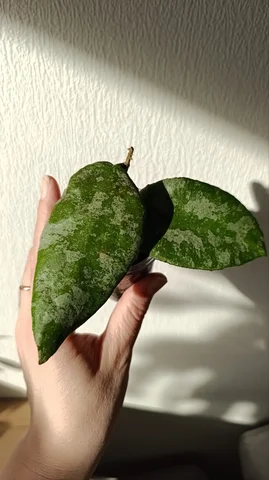 Хойя Каудата Сильвер сплеш, два узла - Семена и рассада в Красноярск