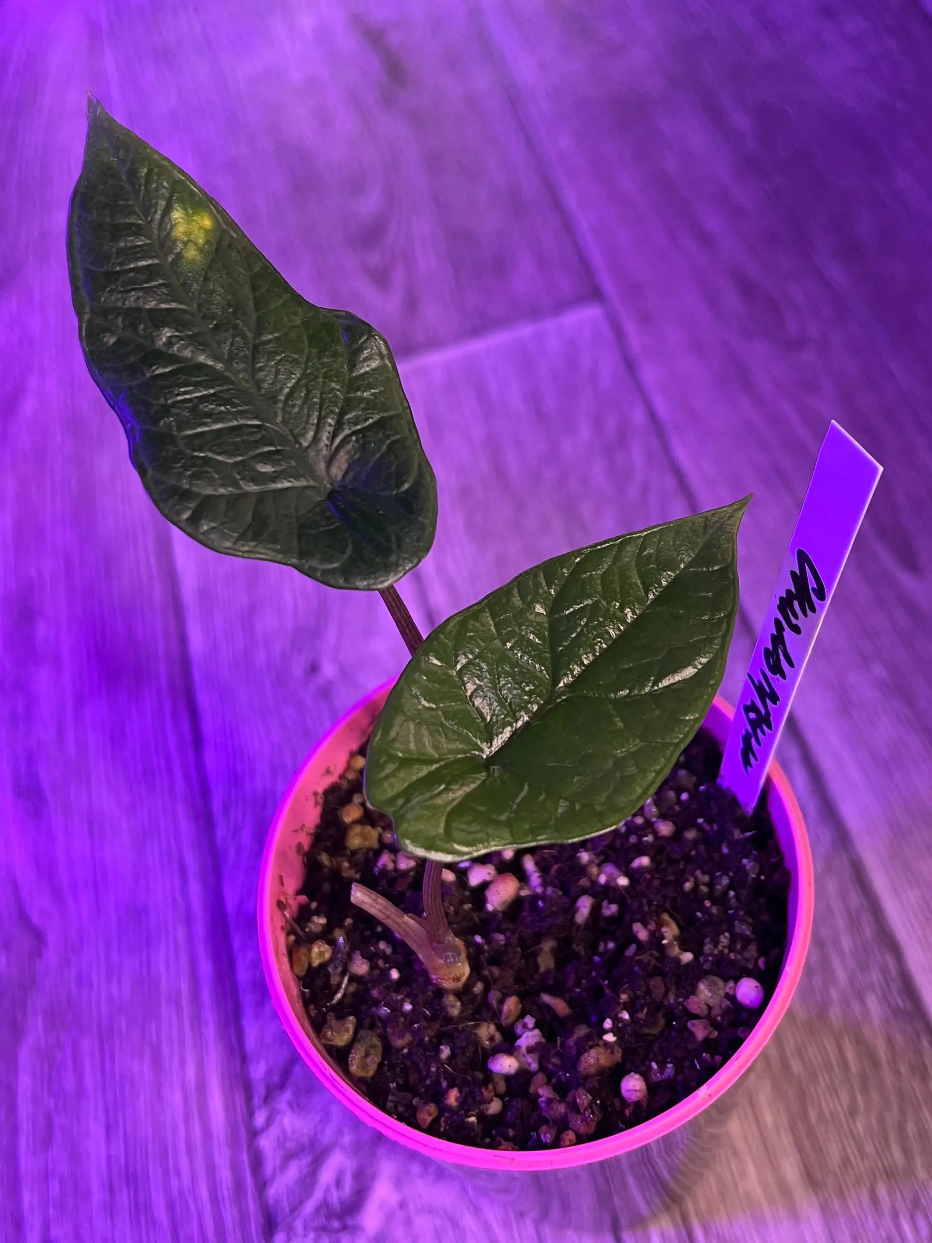 Продам деток алоказии Скальпрум - Комнатные растения (Хобби и отдых) в Красноярск