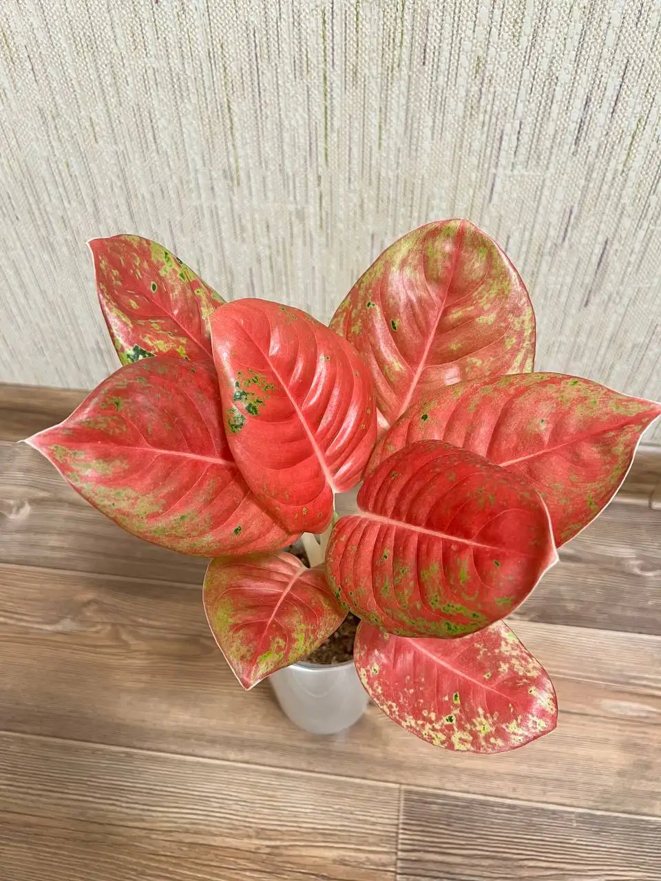 Продажа комнатного растения Аглаонема маха седхе - Комнатные растения (Хобби и отдых) в Красноярск