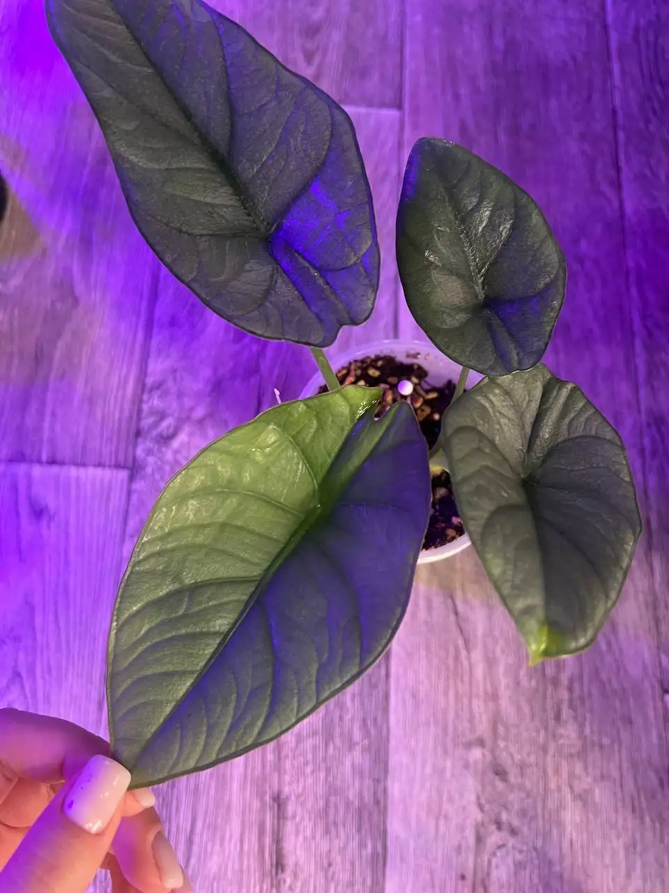 Продажа деток алоказии Платинум - Комнатные растения (Хобби и отдых) в Красноярск