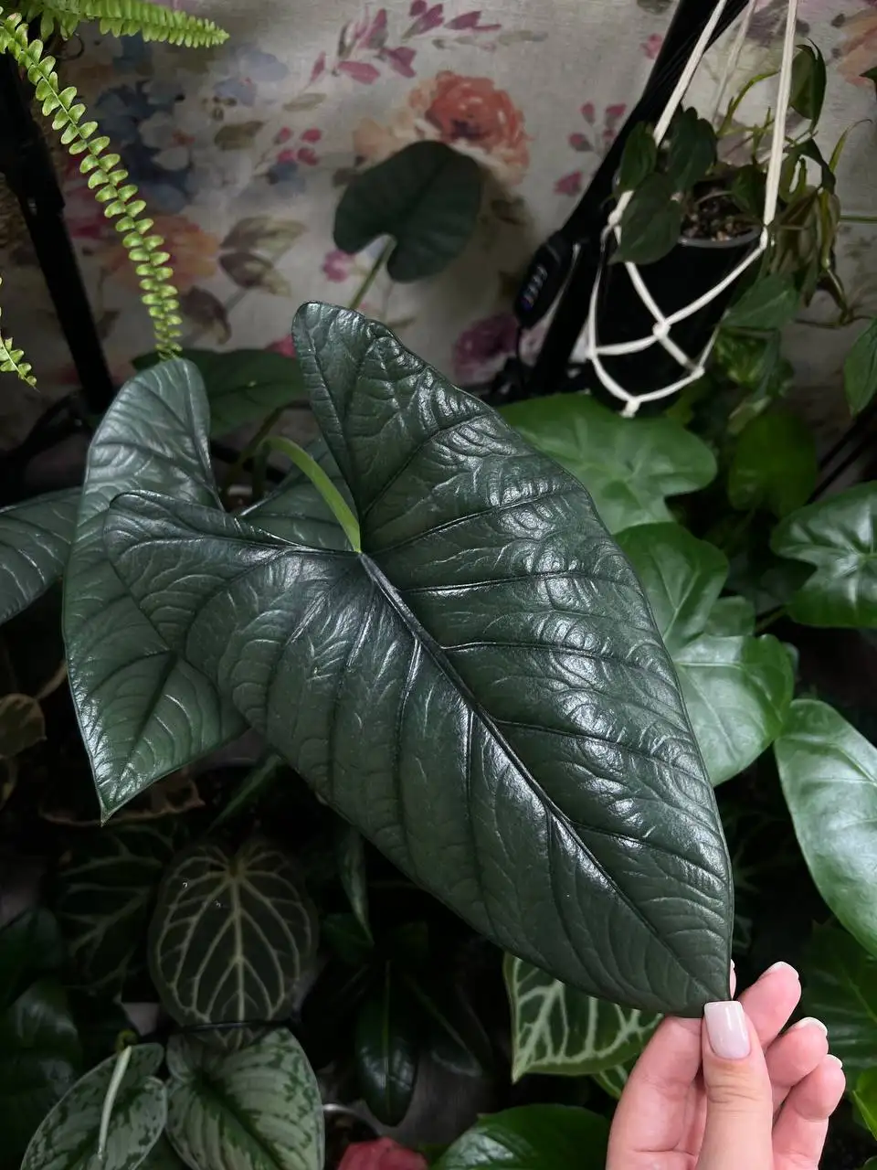 Продажа деток алоказии Платинум - Комнатные растения (Хобби и отдых) в Красноярск