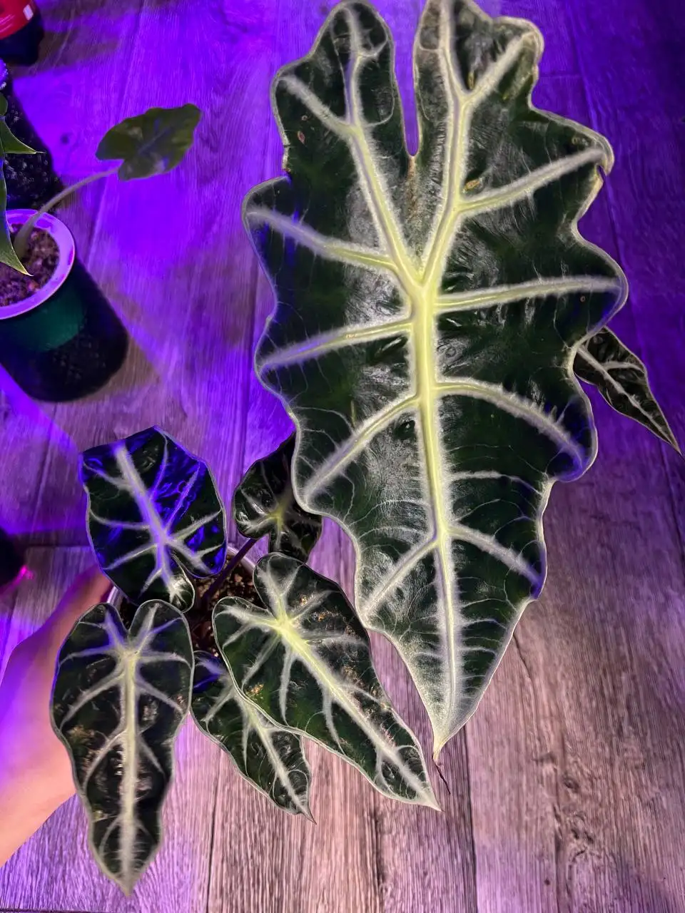 Продажа крупных клубней алоказии Полли и Бамбино - Комнатные растения (Хобби и отдых) в Красноярск