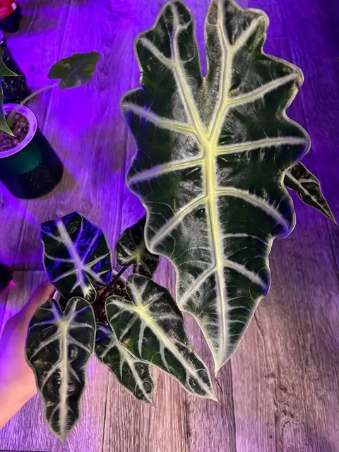 Продажа крупных клубней алоказии Полли и Бамбино - Растения и рассада в Красноярск