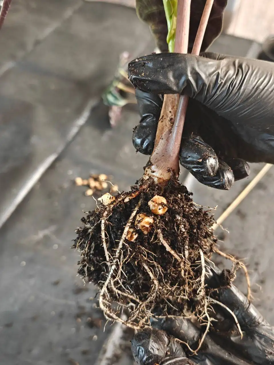 Продажа крупных клубней алоказии Полли и Бамбино - Комнатные растения (Хобби и отдых) в Красноярск