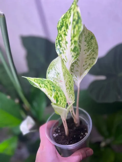 Продажа комнатных растений в Красноярске - Растения и рассада в Красноярск