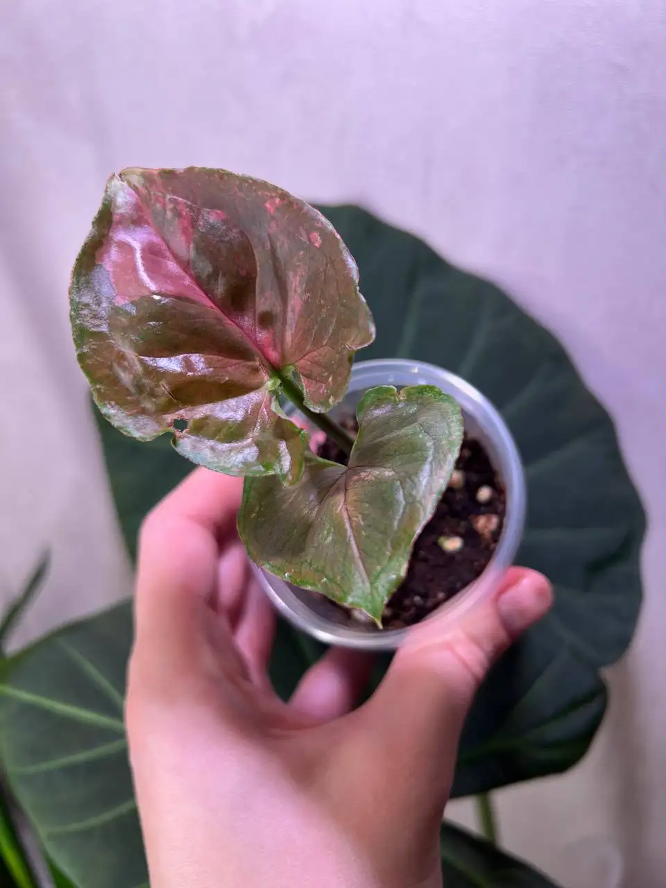 Продажа комнатных растений в Красноярске - Комнатные растения (Хобби и отдых) в Красноярск