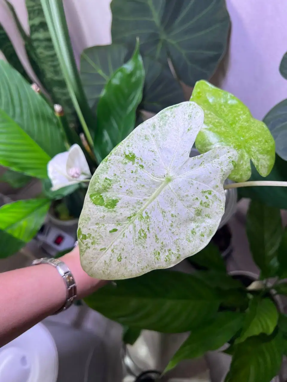 Продажа комнатных растений в Красноярске - Комнатные растения (Хобби и отдых) в Красноярск