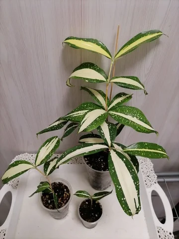 Продам драцену Милки Вей - Растения в Красноярск