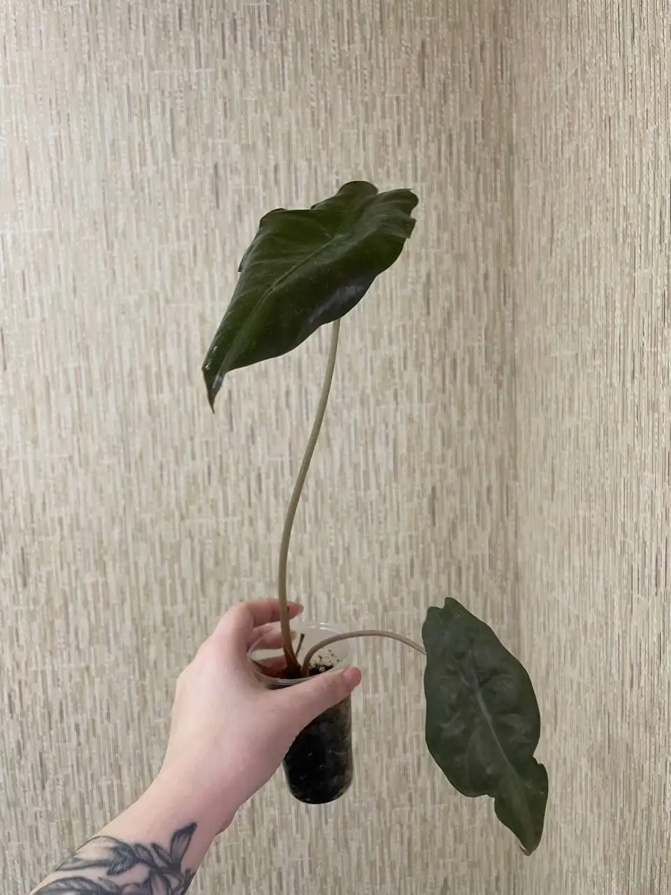 Продажа комнатного растения Алоказия Чантриери - Комнатные растения (Хобби и отдых) в Красноярск