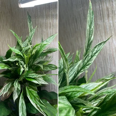 Спатифиллум вариегатный детки - Растения и рассада в Красноярск