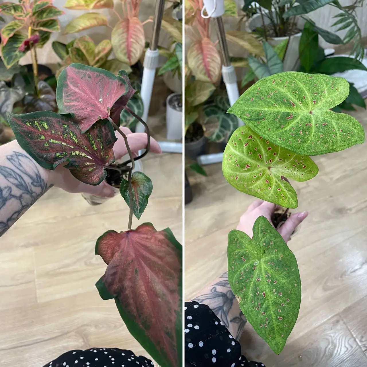 Каладиумы комнатные растения - Комнатные растения (Хобби и отдых) в Красноярск