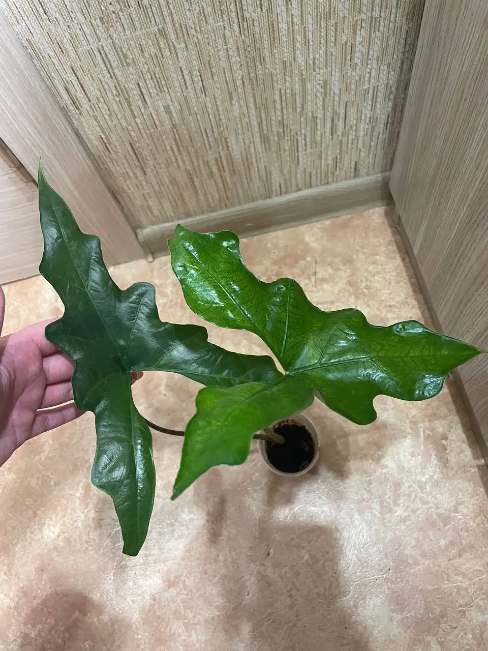 Продажа алоказии батвинг (летучая мышь) - Комнатные растения (Хобби и отдых) в Красноярск