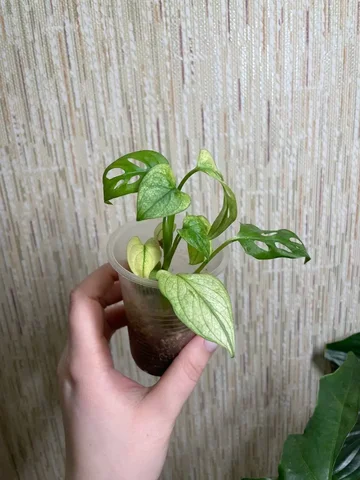 Продажа черенков монстеры - Растения и рассада в Красноярск