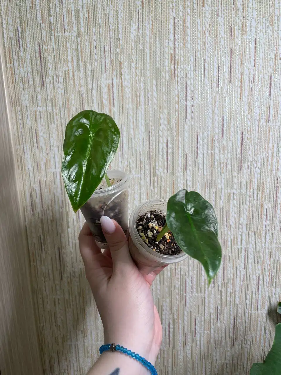 Алоказия Голден Бон с двумя листьями - Комнатные растения (Хобби и отдых) в Красноярск