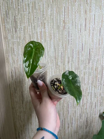 Алоказия Голден Бон с двумя листьями - Растения и рассада в Красноярск