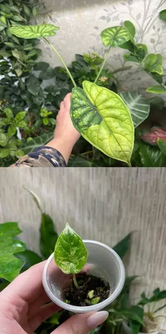 Алоказия шкура дракона вариегатная детка - Растения и рассада в Красноярск