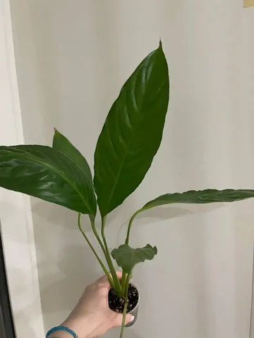 Спатифиллум Вивальди - комнатное растение - Растения в Красноярск