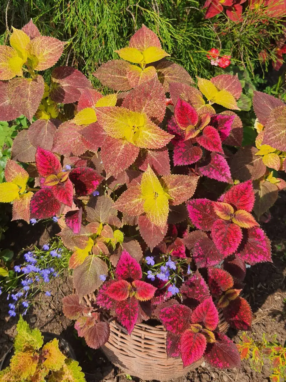 Продажа укорененных черенков колеусов и пеларгоний в Красноярске - Комнатные растения (Хобби и отдых) в Красноярск