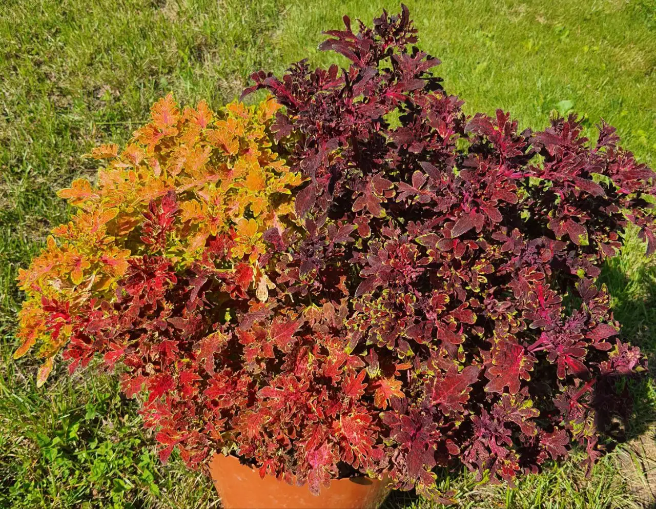 Продажа укорененных черенков колеусов и пеларгоний в Красноярске - Комнатные растения (Хобби и отдых) в Красноярск