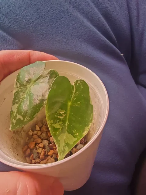 Продажа комнатных растений: Алоказия серебряный дракон и Фрайдек - Растения и рассада в Красноярск