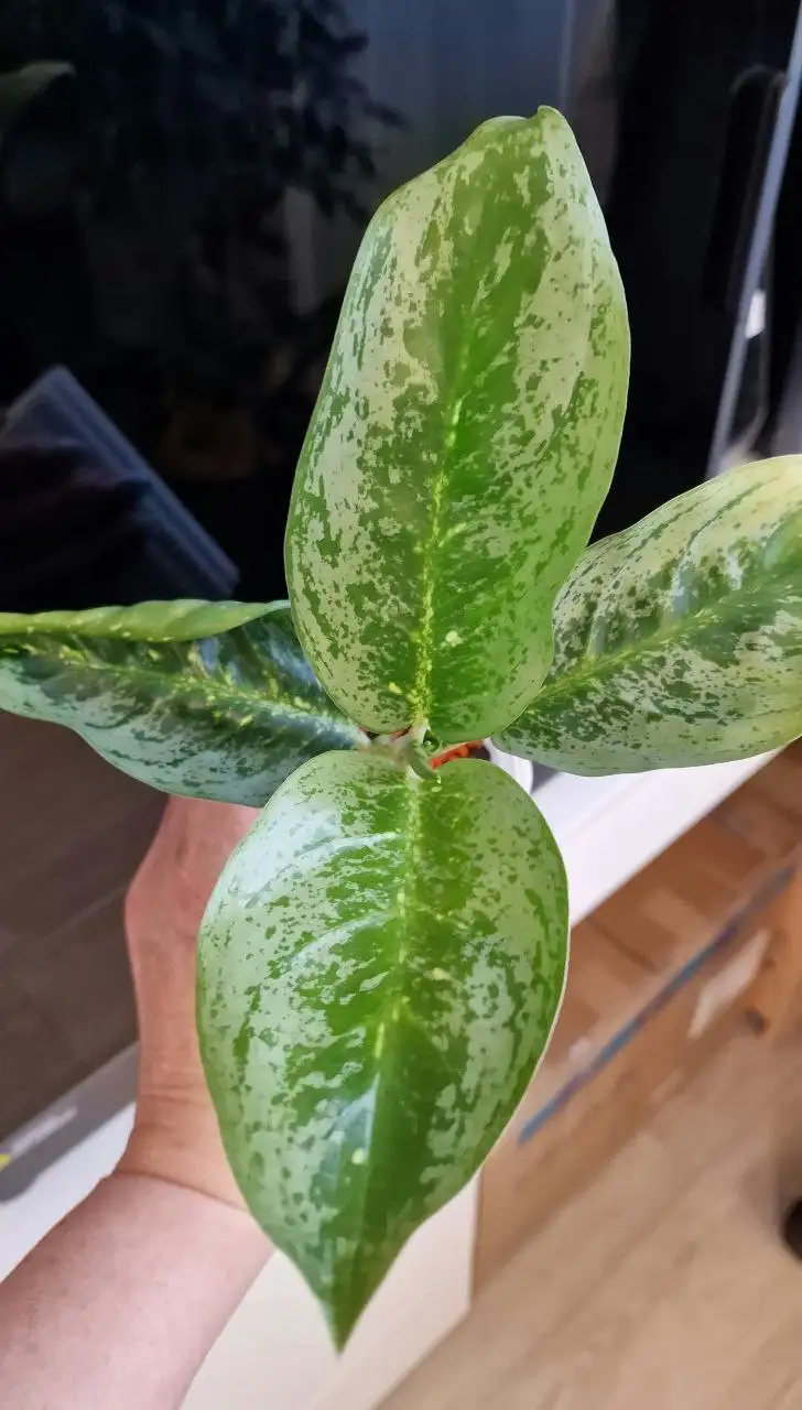 Аглаонема Milky Way в две головы - Комнатные растения (Хобби и отдых) в Красноярск