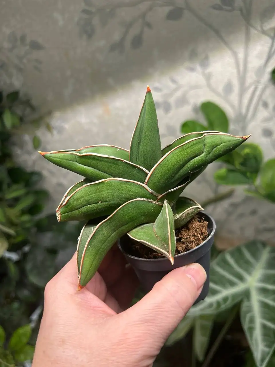 Сансевиерия Самурай - Комнатные растения (Хобби и отдых) в Красноярск