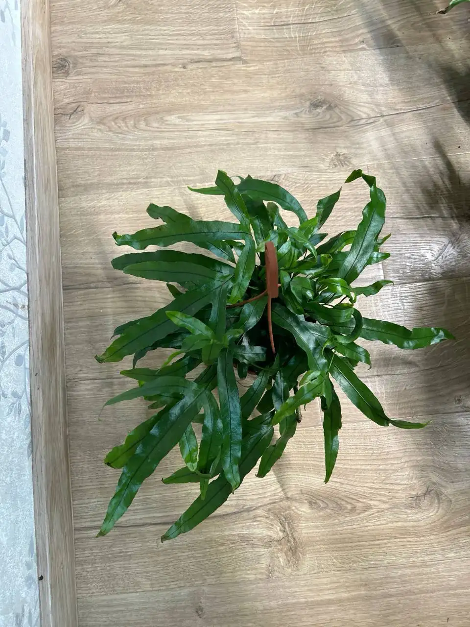 Диверсифолиум - Комнатные растения (Хобби и отдых) в Красноярск