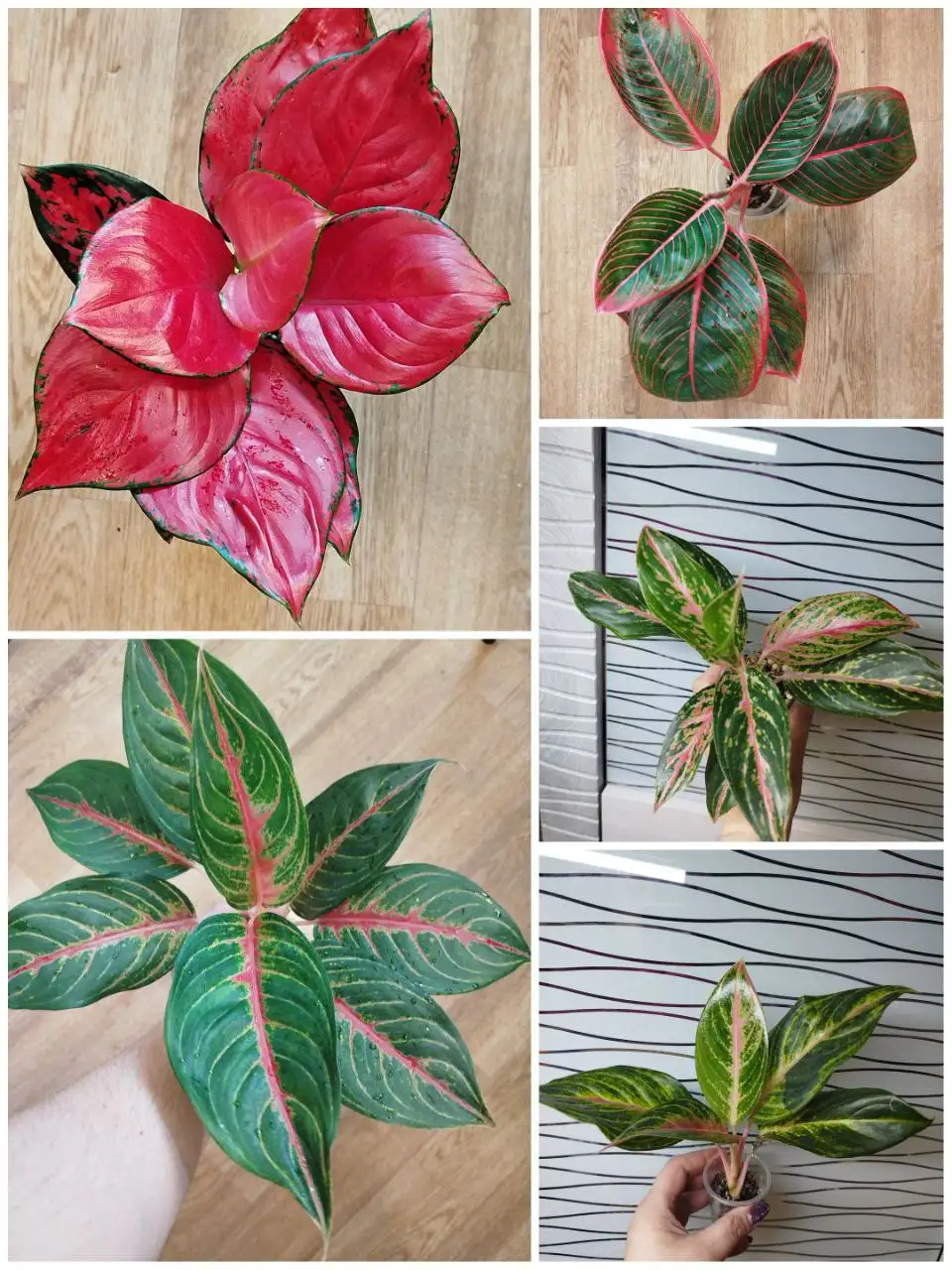 Продам аглаонемы разных сортов - Комнатные растения (Хобби и отдых) в Красноярск