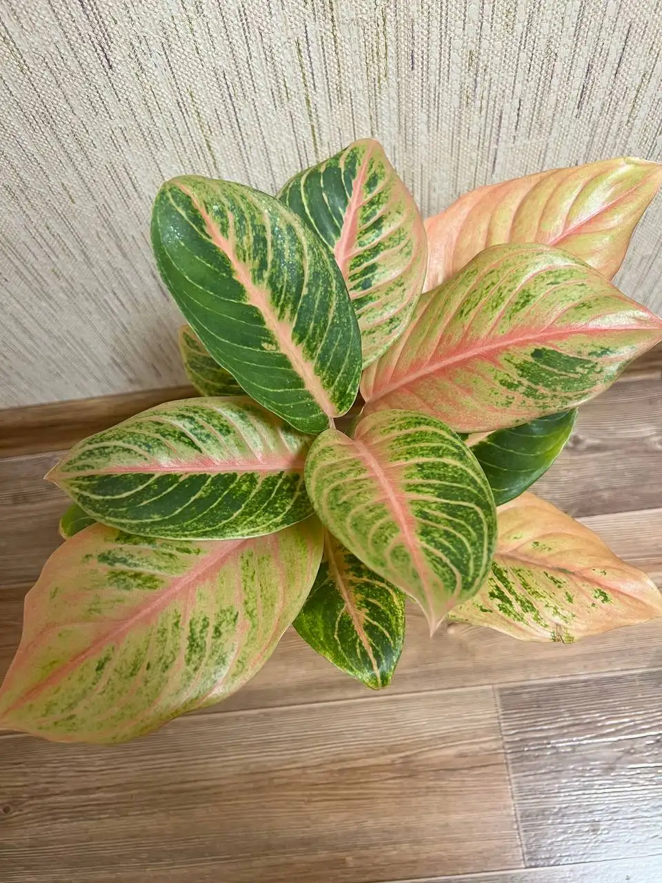 Аглаонема комнатное растение - Барахолка в Красноярск