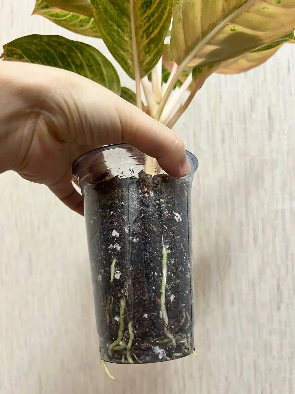 Аглаонема комнатное растение - Барахолка в Красноярск