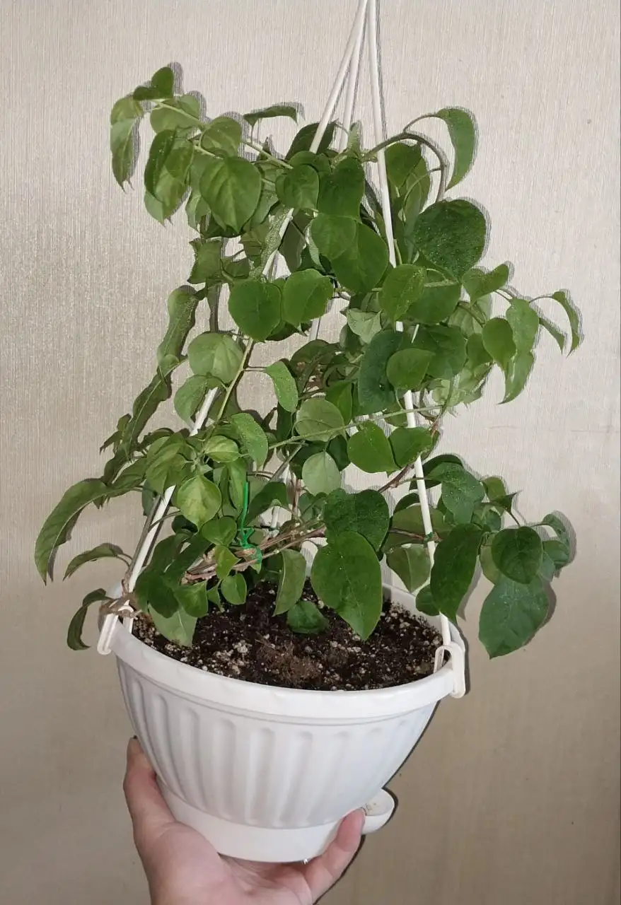 Продам бугенвилию двух сортов - Комнатные растения (Хобби и отдых) в Красноярск