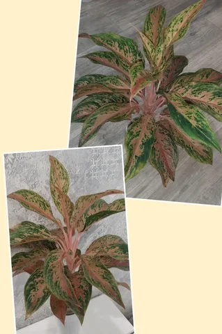 Продажа пня от аглаонемы Престиж - Растения и рассада в Красноярск