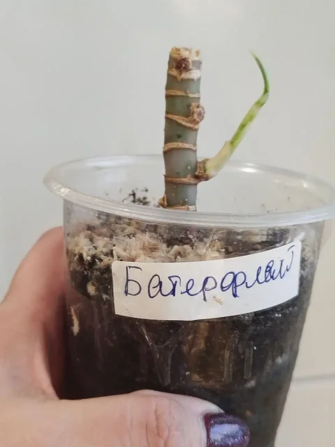 Продажа комнатных растений аглаонемы Батерфляй - Растения и цветы в Красноярск