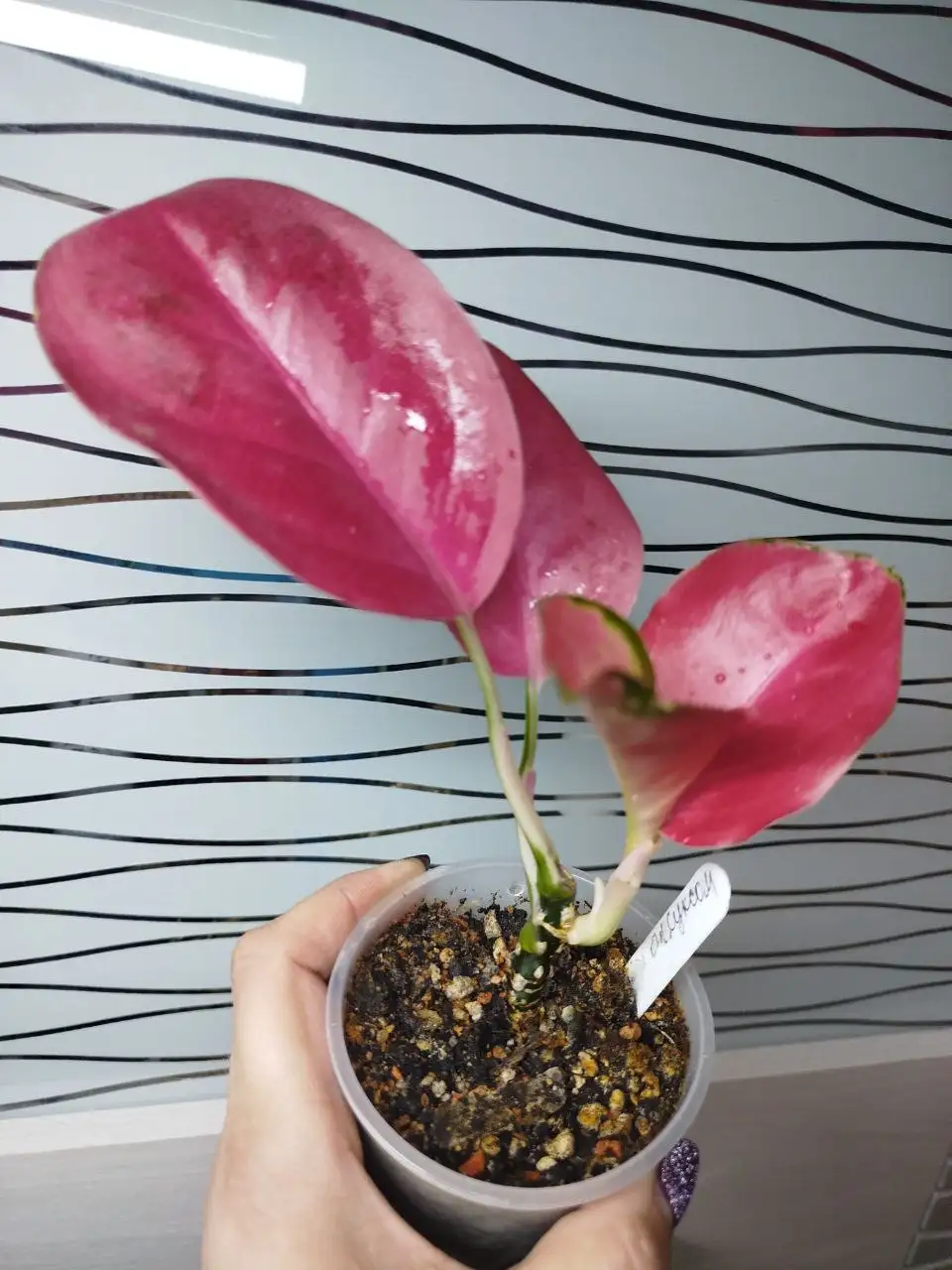 Продажа комнатных растений аглаонемы Батерфляй - Растения (Барахолка) в Красноярск