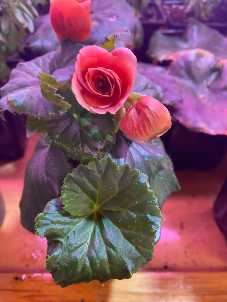 Продажа бегоний в Октябрьском районе - Комнатные растения (Хобби и отдых) в Красноярск