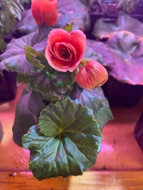 Продажа бегоний в Октябрьском районе - Растения и рассада в Красноярск