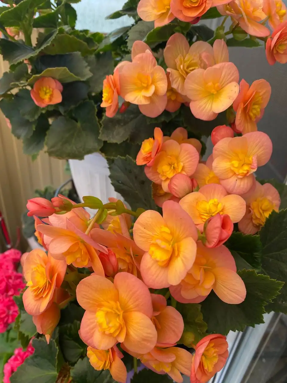 Продажа бегоний в Октябрьском районе - Комнатные растения (Хобби и отдых) в Красноярск