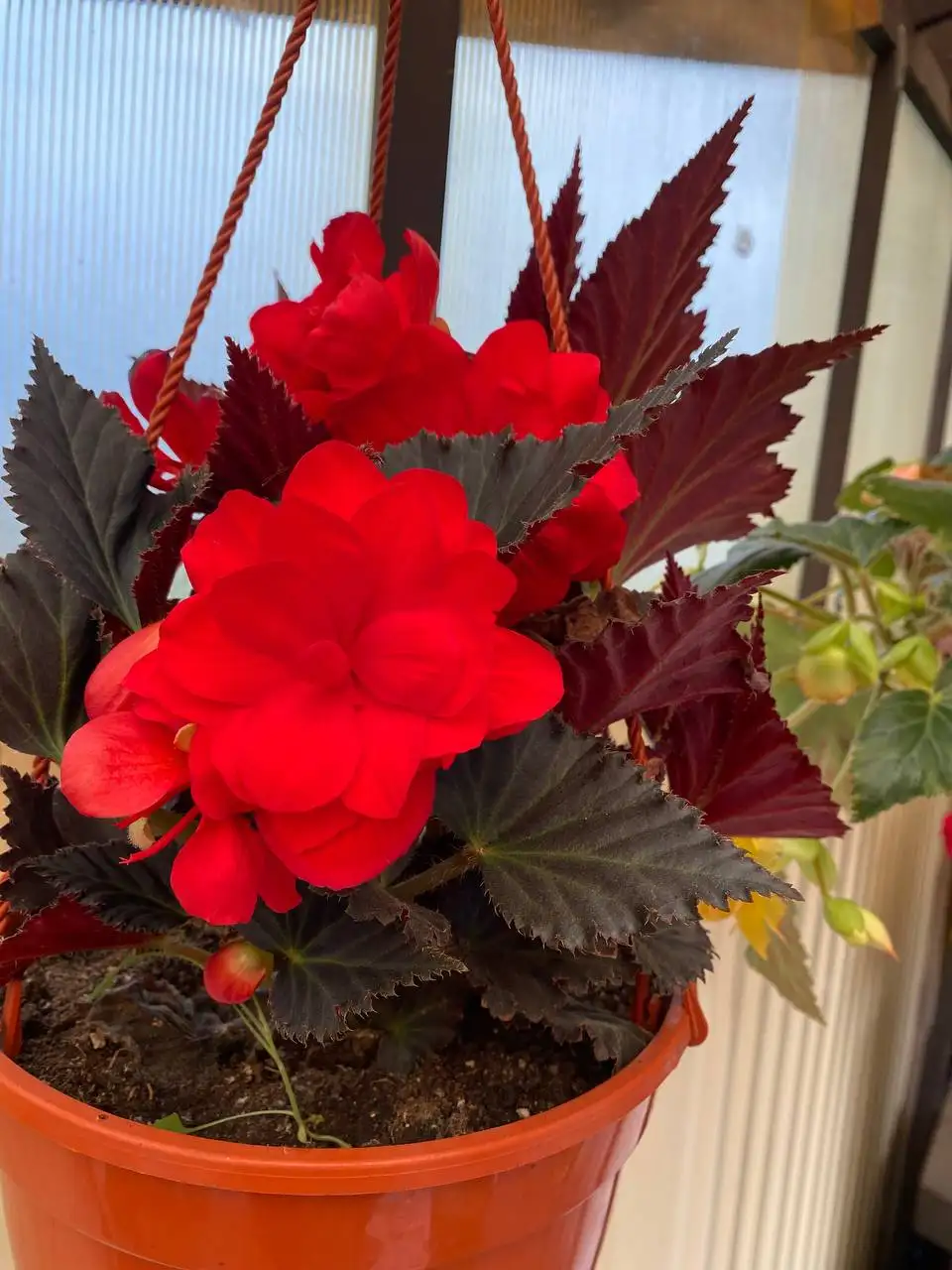 Продажа бегоний в Октябрьском районе - Комнатные растения (Хобби и отдых) в Красноярск