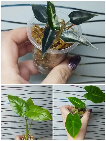 Продажа алоказий Бамбино, Гагеана, Мишольца - Комнатные растения в Красноярск