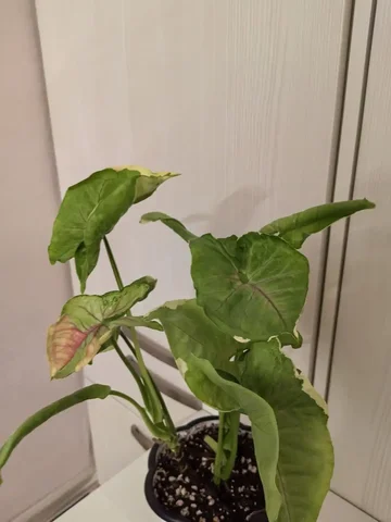 Сингониум Орм Тонг в горшке - Растения и рассада в Красноярск