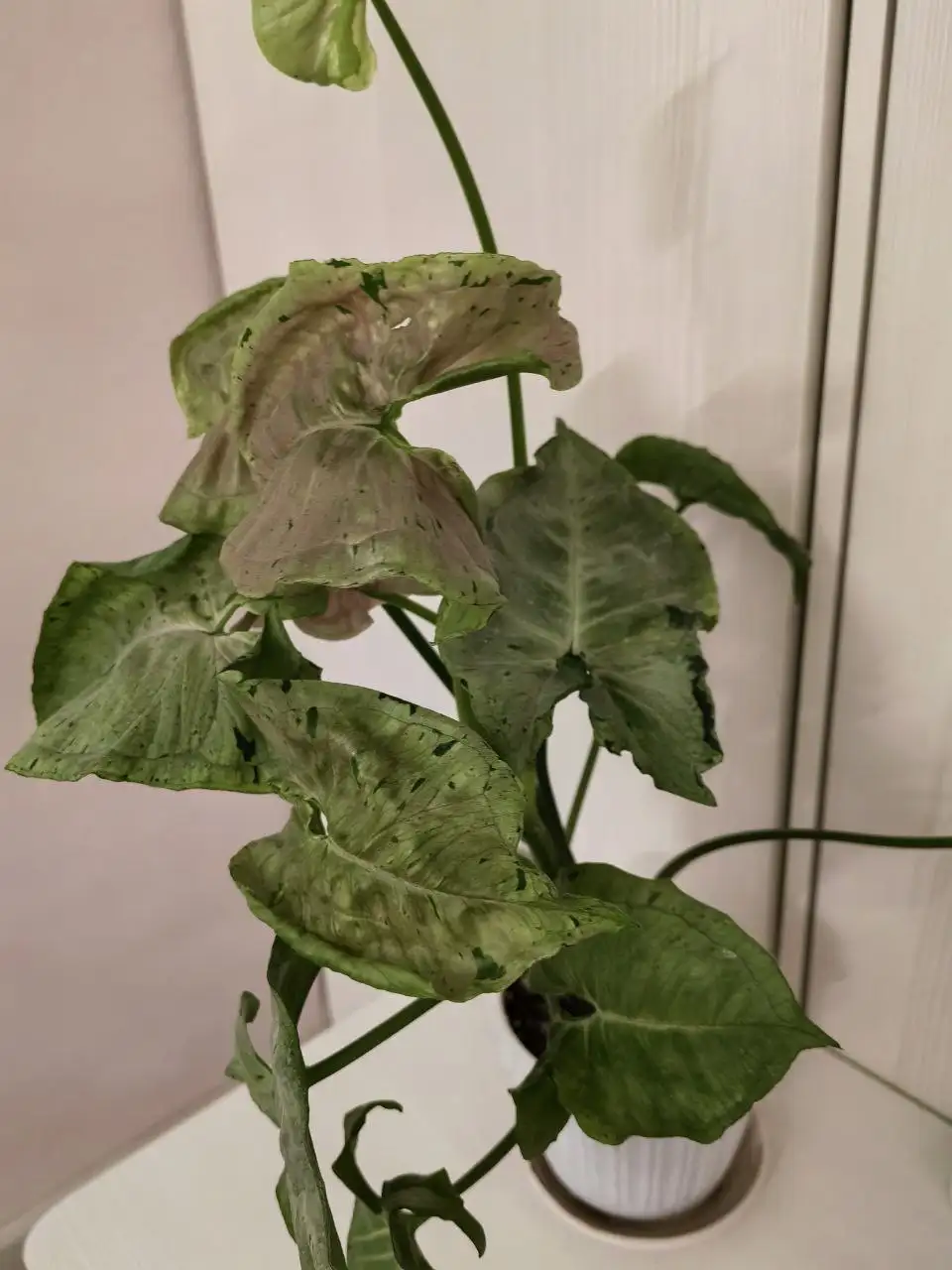 Комнатное растение Серый призрак в горшке - Комнатные растения (Хобби и отдых) в Красноярск