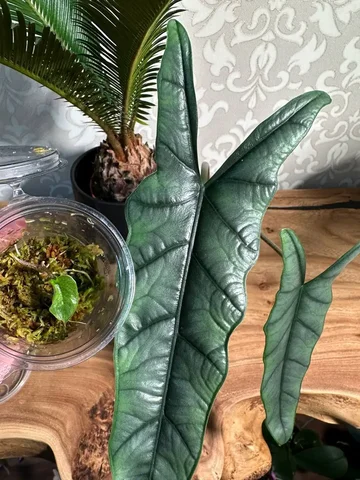 Алоказия Хетерофилла Металлик Блю детка - Растения и рассада в Красноярск