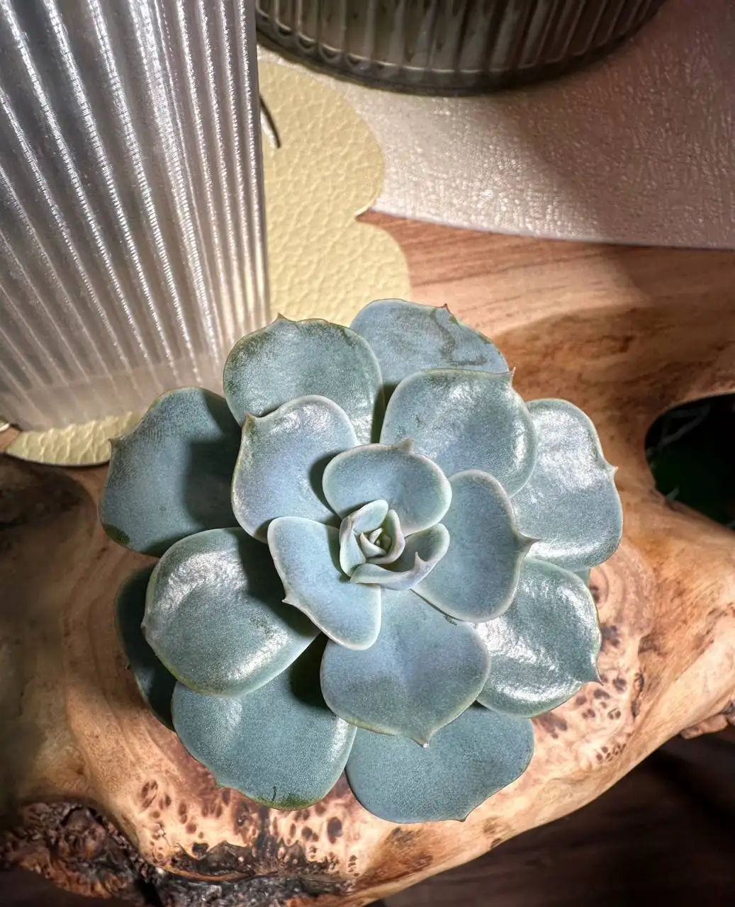 Эхеверия суккулент (Echeveria Pollux) - Комнатные растения (Хобби и отдых) в Красноярск