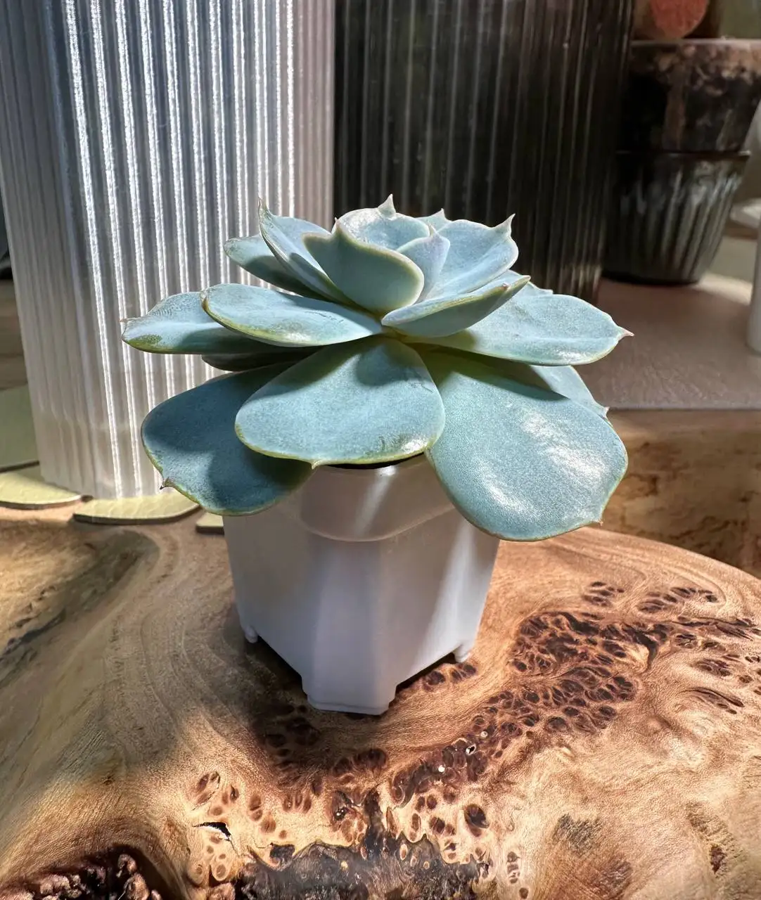 Эхеверия суккулент (Echeveria Pollux) - Комнатные растения (Хобби и отдых) в Красноярск