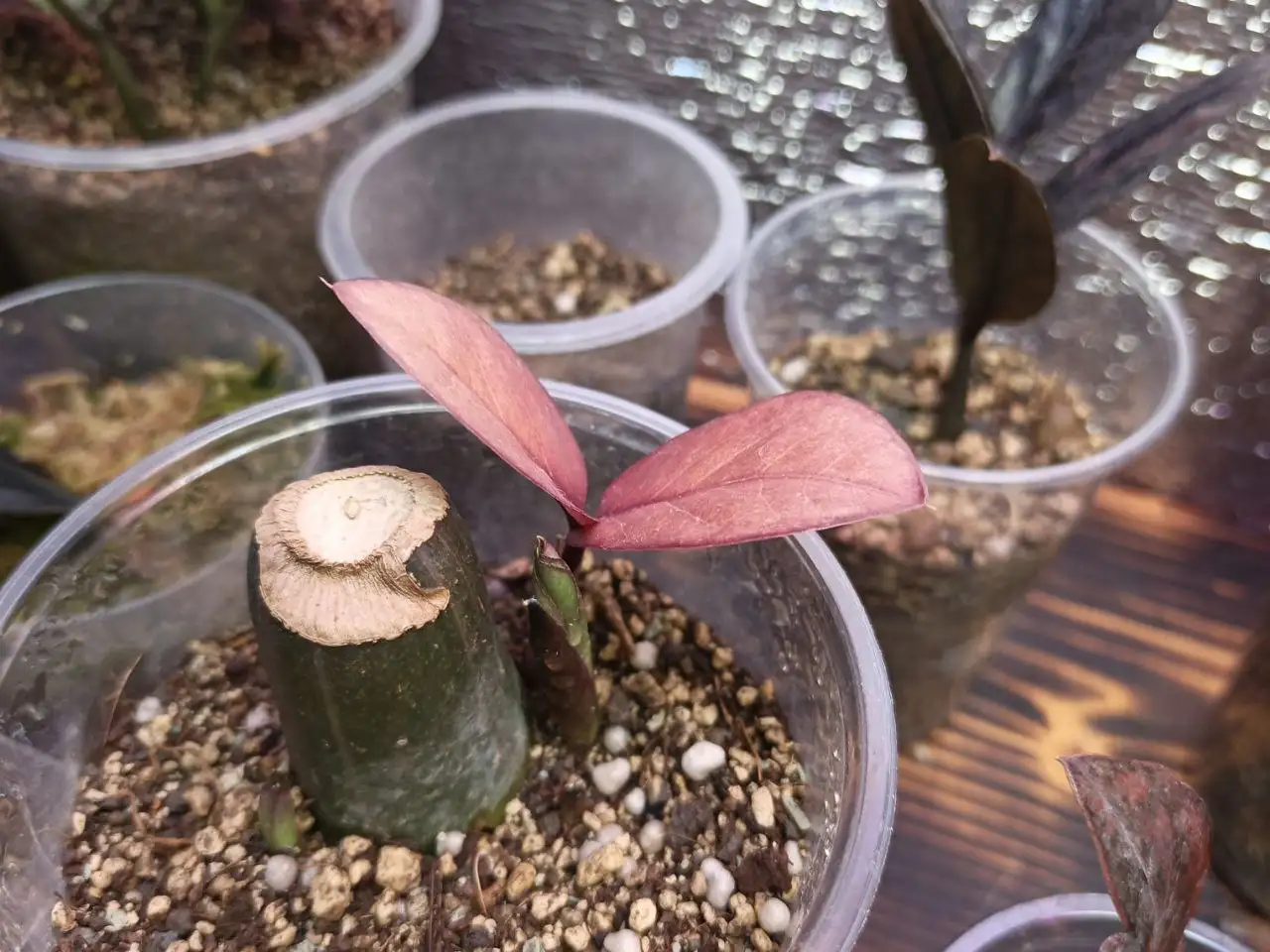 Продам замиокулькас Пинк - Комнатные растения (Хобби и отдых) в Красноярск